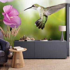 Fototapeta Příroda - kolibřík letící k růžovému květu na zeleném pozadí