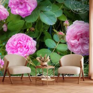 Fototapeta Letní zahrada - rostlinný motiv s růžovými květy uprostřed a nápisem