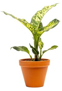 Dieffenbachia Sublime, průměr 12 cm Difenbachie, mramornatka