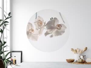 FUGU Dekorace na zeď přemístitelný eko kruh - White orchid Rozměr: Malý kruh 41 cm