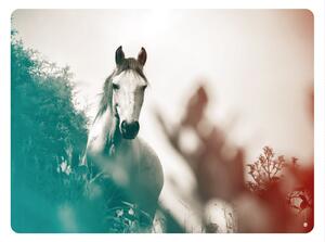 FUGU Kůň v přírodě - Samolepka přemístitelný plakát na zeď Rozměr: L: (š x v) 126 x 92 cm