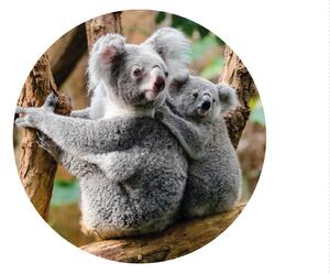 FUGU Samolepka na zeď Koala s mládětem - přemístitelný kruh Rozměr: Malý kruh 41 cm