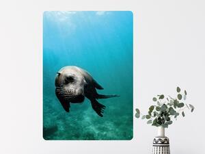 FUGU Eko plakát přelepovací - Lachtan Podmořský svět Rozměr: S: (š x v) 42 x 60 cm