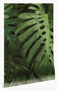 Vliesová tapeta Monstera