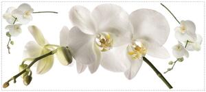 Samolepky, samolepící dekorace, obrázky Orchidej