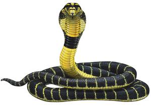 Samolepící dekorace Had kobra