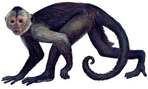 Samolepící dekorace Opice - malpa kapucínská