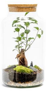 Gardners Skleněná dóza ROSE s korkovým špuntem, 36x19 cm - osázené Ficus Microcarpa Ginseng