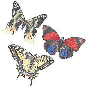 Samolepící dekorace Motýli - motýlci