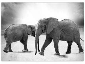 Obraz slonů (70x50 cm)