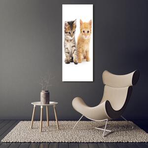 Foto obraz na plátně Šedá a červená kočka pl-oc-50x125-f-101681955