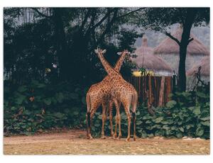 Obraz dvou žiraf (70x50 cm)