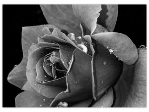 Obraz růže - černobíla (70x50 cm)