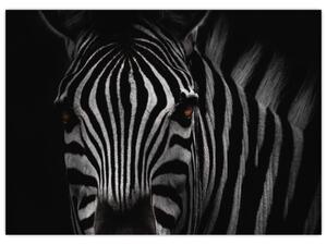 Obraz zebry (70x50 cm)