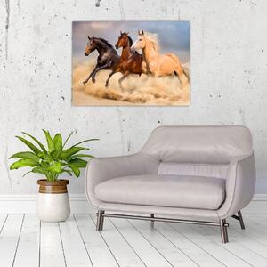 Obraz - Divocí koně (70x50 cm)