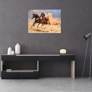 Obraz - Divocí koně (70x50 cm)