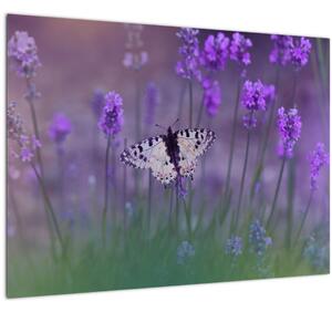 Skleněný obraz - Motýl v levandulích (70x50 cm)