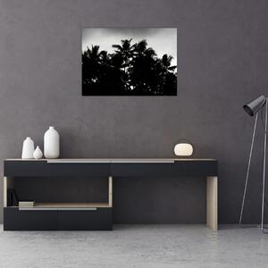 Obraz černobílý - palmy (70x50 cm)