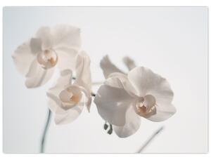 Obraz bílé orchideje (70x50 cm)