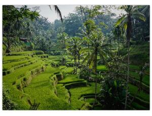 Obraz rýžových teras Tegalalang, Bali (70x50 cm)