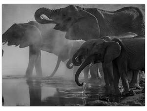 Obraz slonů - černobílý (70x50 cm)