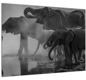 Obraz slonů - černobílý (70x50 cm)
