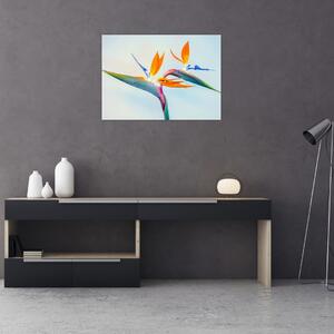Obraz květu Strelície (70x50 cm)