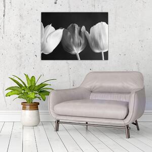 Obraz - Černobílé květy tulipánů (70x50 cm)