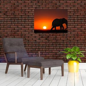 Obraz slona při západu slunce (70x50 cm)