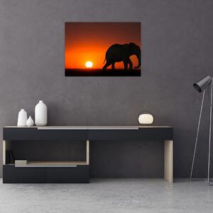 Obraz slona při západu slunce (70x50 cm)