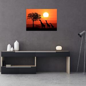 Obraz žiraf při západu slunce (70x50 cm)