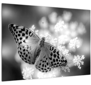 Obraz - Detail motýla opylující květ (70x50 cm)