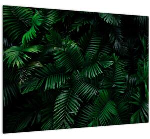 Obraz - Tropické kapradí (70x50 cm)