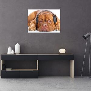Obraz psa se sluchátky (70x50 cm)