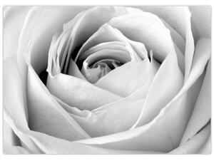 Obraz - Detail květu růže (70x50 cm)