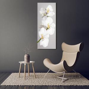 Foto obraz na plátně Bílá orchidej pl-oc-50x125-f-133396361