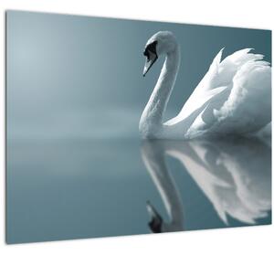 Obraz - Bílá labuť (70x50 cm)