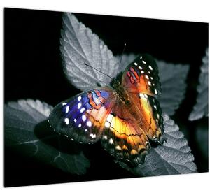 Obraz motýla (70x50 cm)