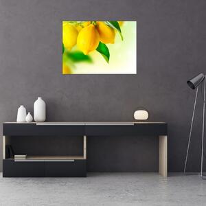 Obraz citrónů (70x50 cm)