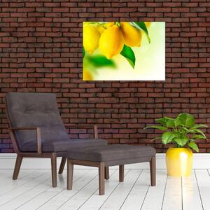 Obraz citrónů (70x50 cm)