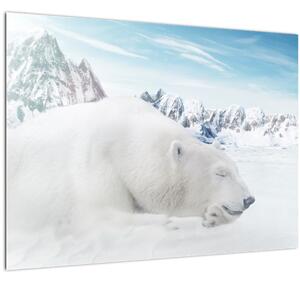 Obraz - Lední medvěd (70x50 cm)