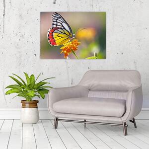 Obraz motýla na květu (70x50 cm)