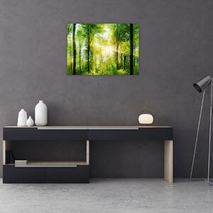 Obraz - Svítání v lese (70x50 cm)