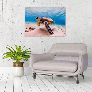 Obraz želvy v oceánu (70x50 cm)