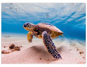 Obraz želvy v oceánu (70x50 cm)