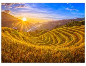 Obraz - Rýžové terasy ve Vietnamu (70x50 cm)