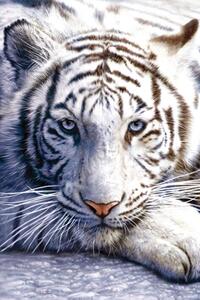 Plakát, Obraz - White tiger, (61 x 91.5 cm)