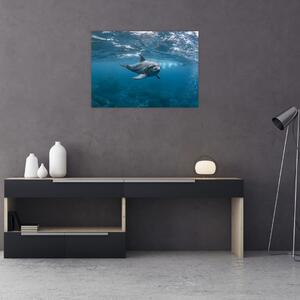 Obraz - Delfín pod hladinou (70x50 cm)