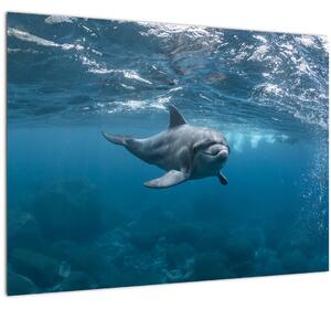Skleněný obraz - Delfín pod hladinou (70x50 cm)