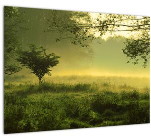 Obraz - Probouzející se les (70x50 cm)